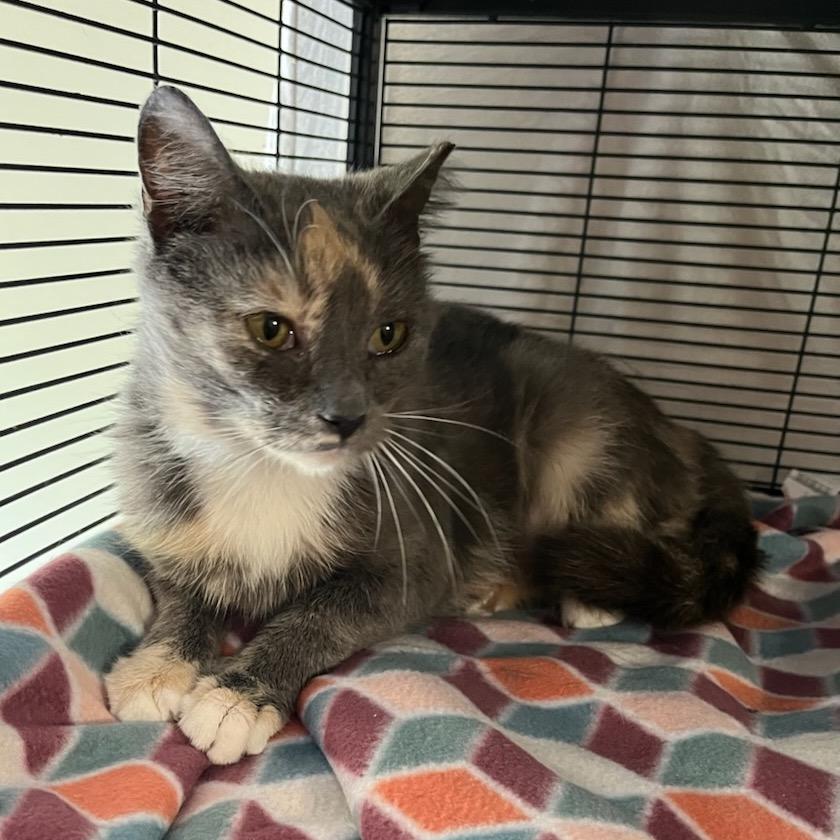 Enlarge Periwinkle, a Adoptable mixed breed in Waldorf, MD image 3/4