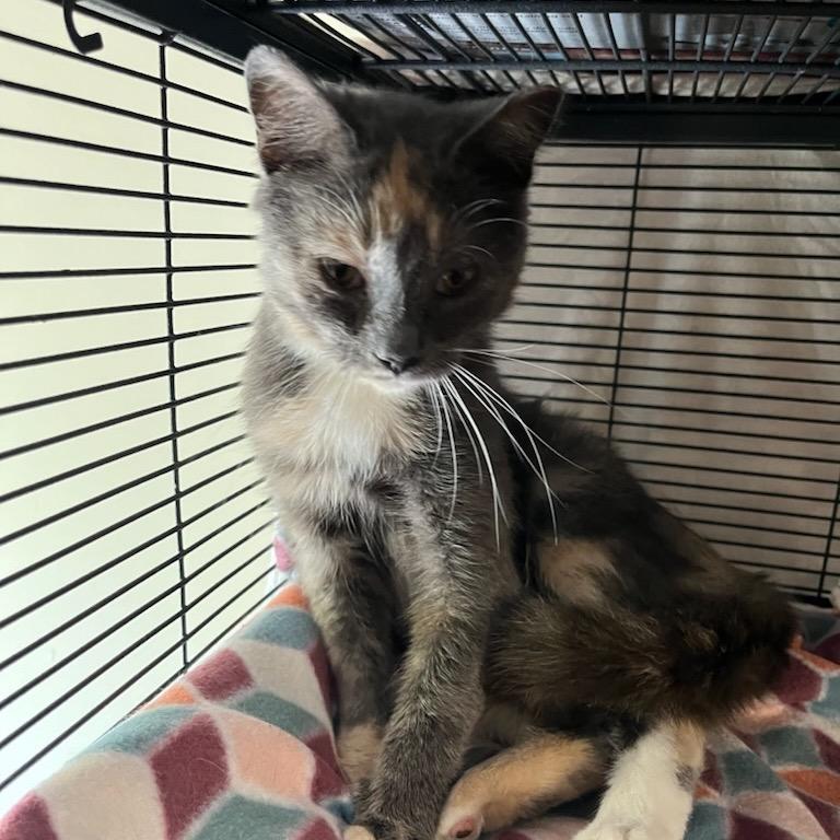 Enlarge Periwinkle, a Adoptable mixed breed in Waldorf, MD image 4/4
