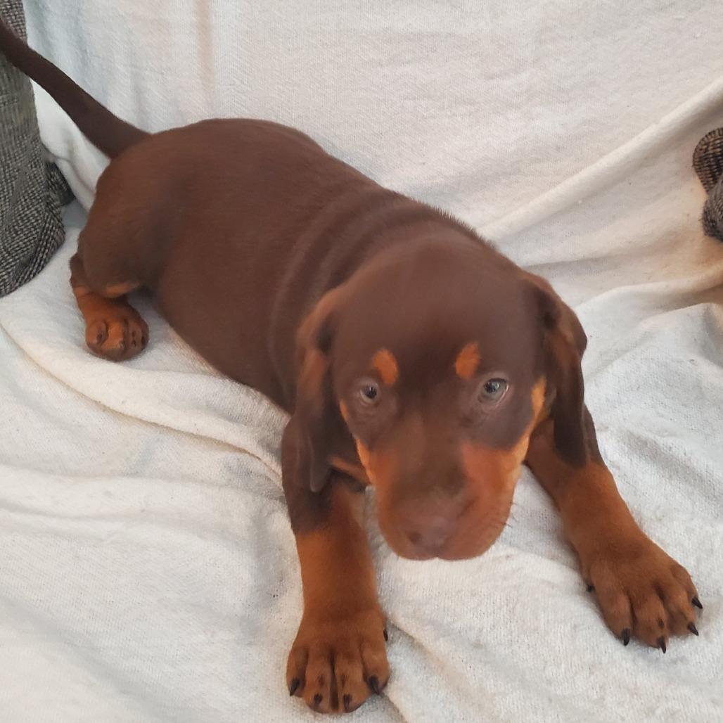 Wesson (Richmond Litter), Adoptable, Puppy Male Hound & Mixed Breed.