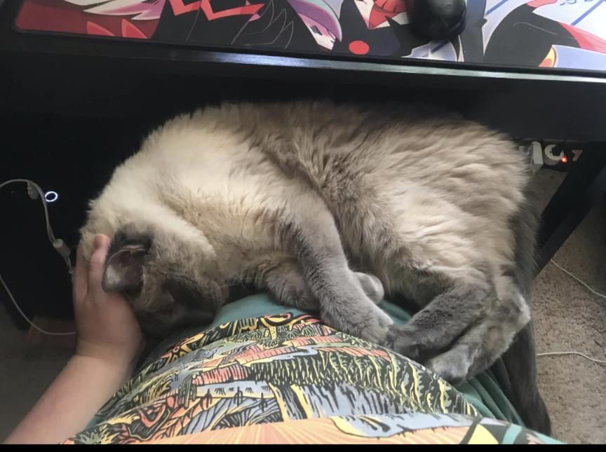 Enlarge Sebastian, a Adopted Domestic Short Hair in Eagan, MN image 6/6