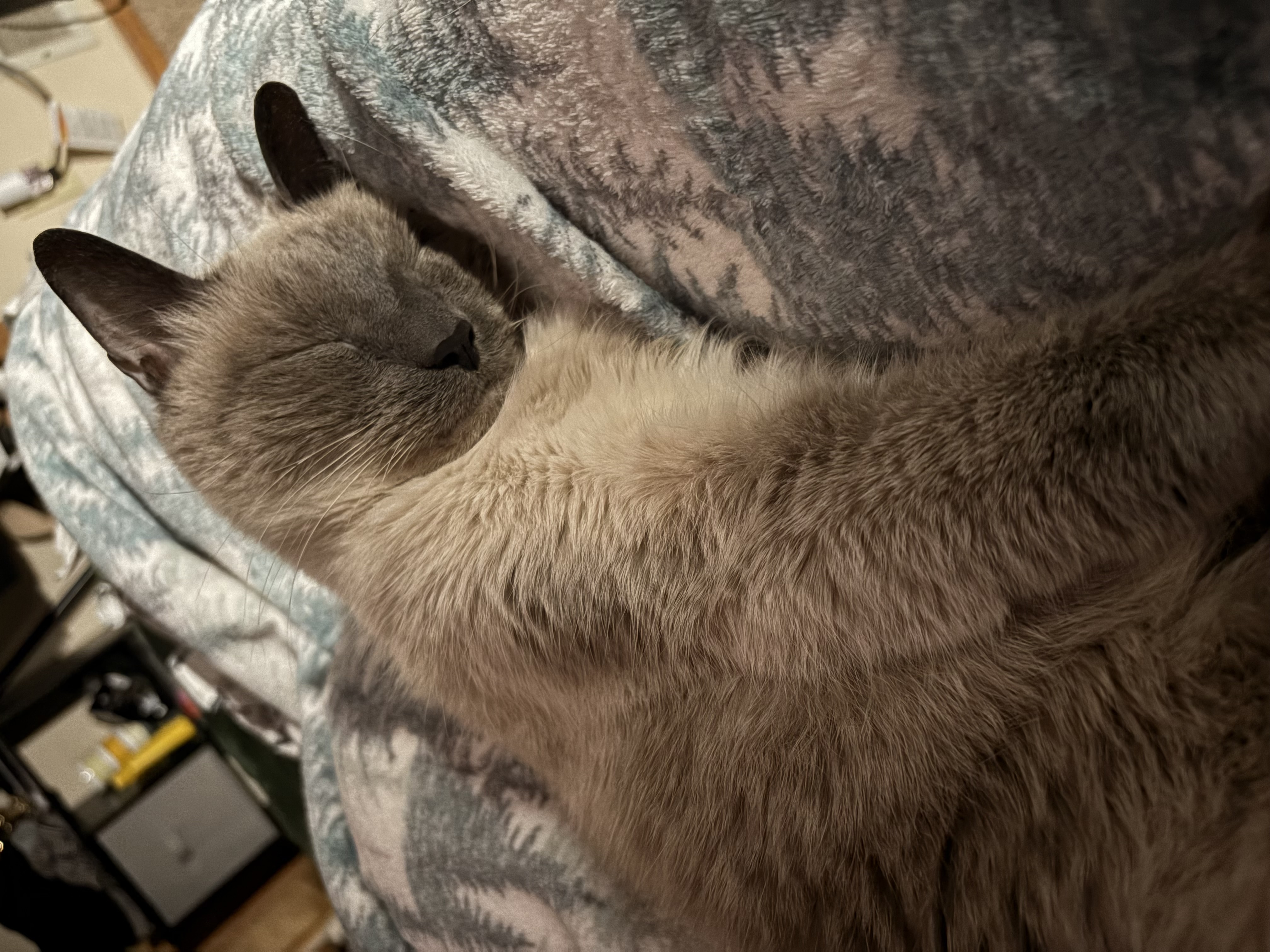 Enlarge Sebastian, a Adopted Domestic Short Hair in Eagan, MN image 4/6