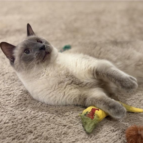 Enlarge Sebastian, a Adopted Domestic Short Hair in Eagan, MN image 1/6