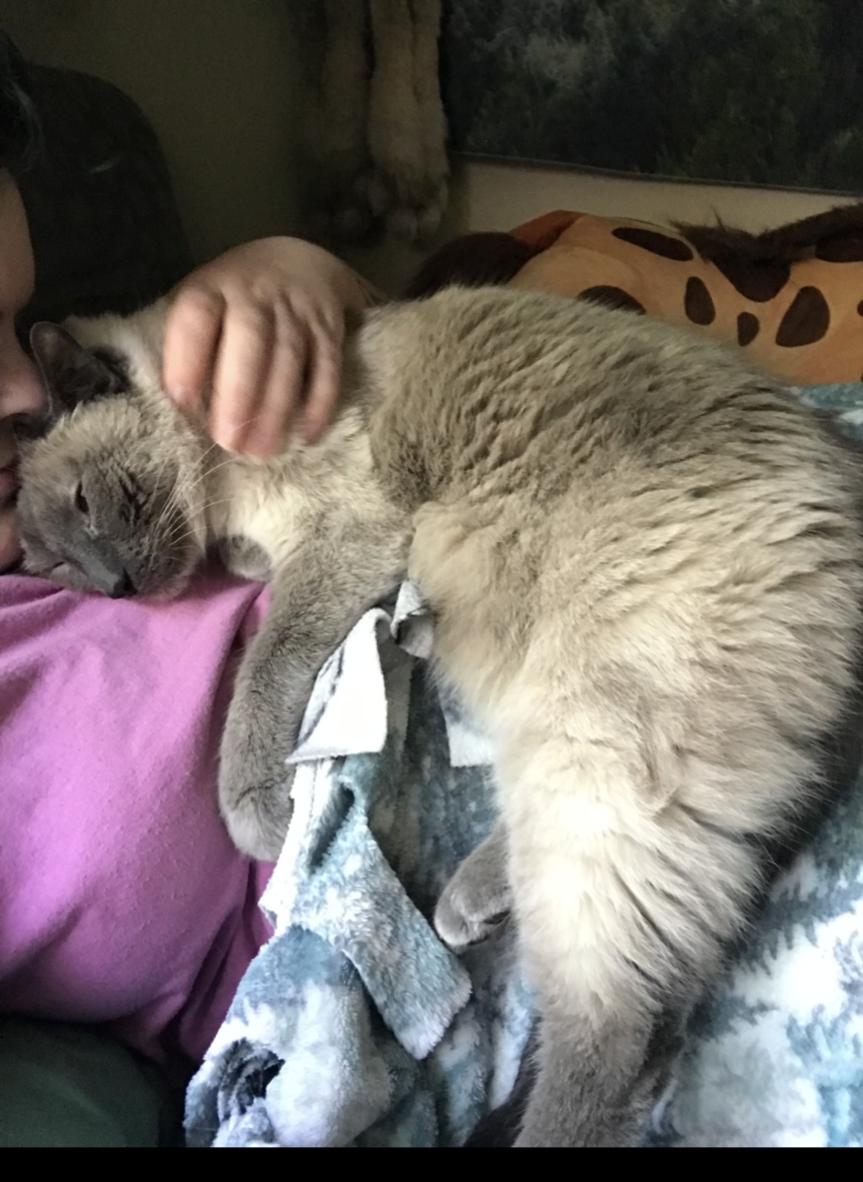 Enlarge Sebastian, a Adopted Domestic Short Hair in Eagan, MN image 2/6