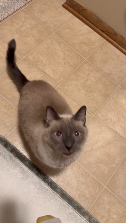 Enlarge Sebastian, a Adopted Domestic Short Hair in Eagan, MN video 3/6
