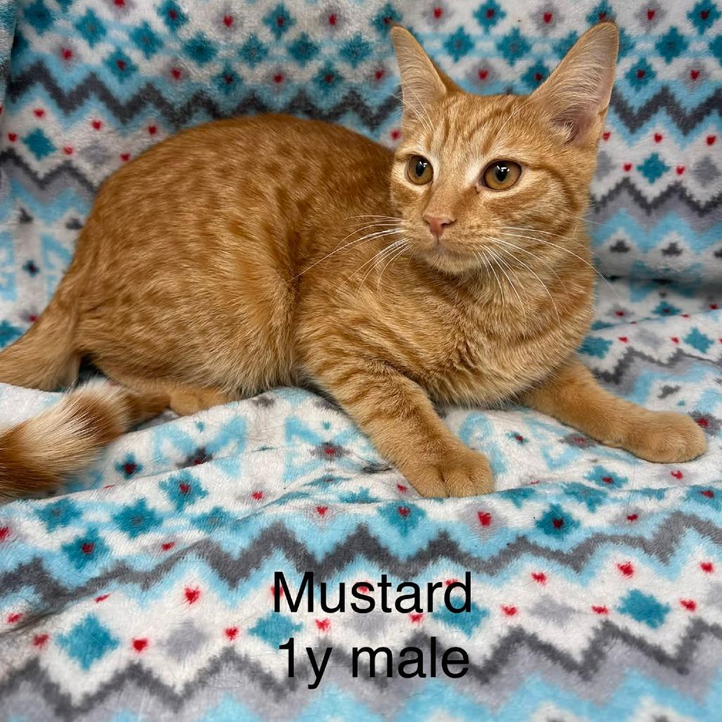 Mustard, Adoptable, Young Male Domestic Short Hair.
