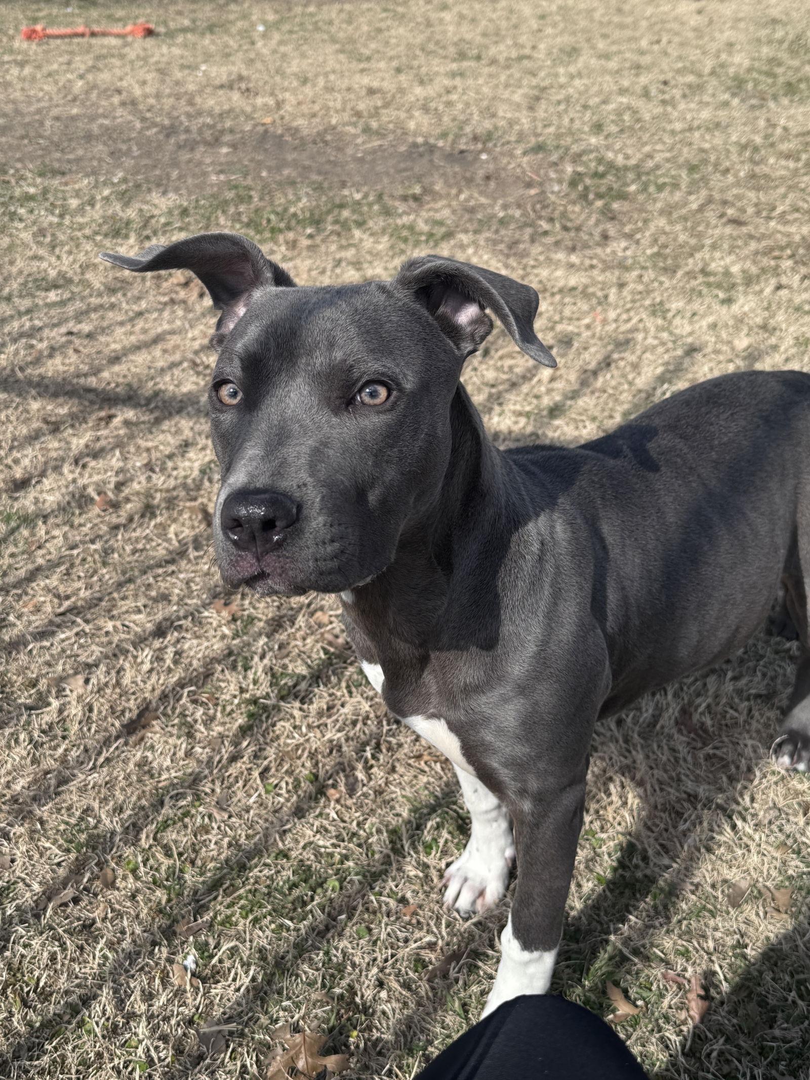 Destiny, Adopted, Puppy Female Pit Bull Terrier.