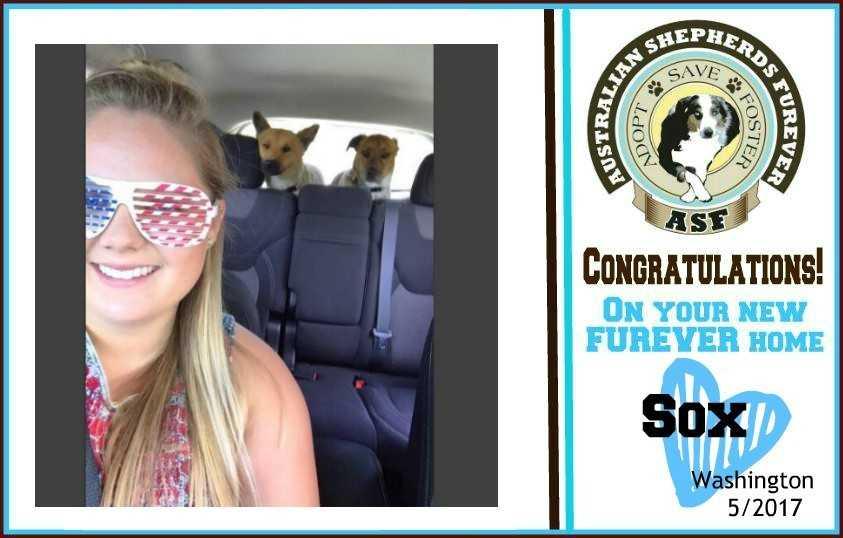 Sox, Adopted, Puppy Male Australian Shepherd.