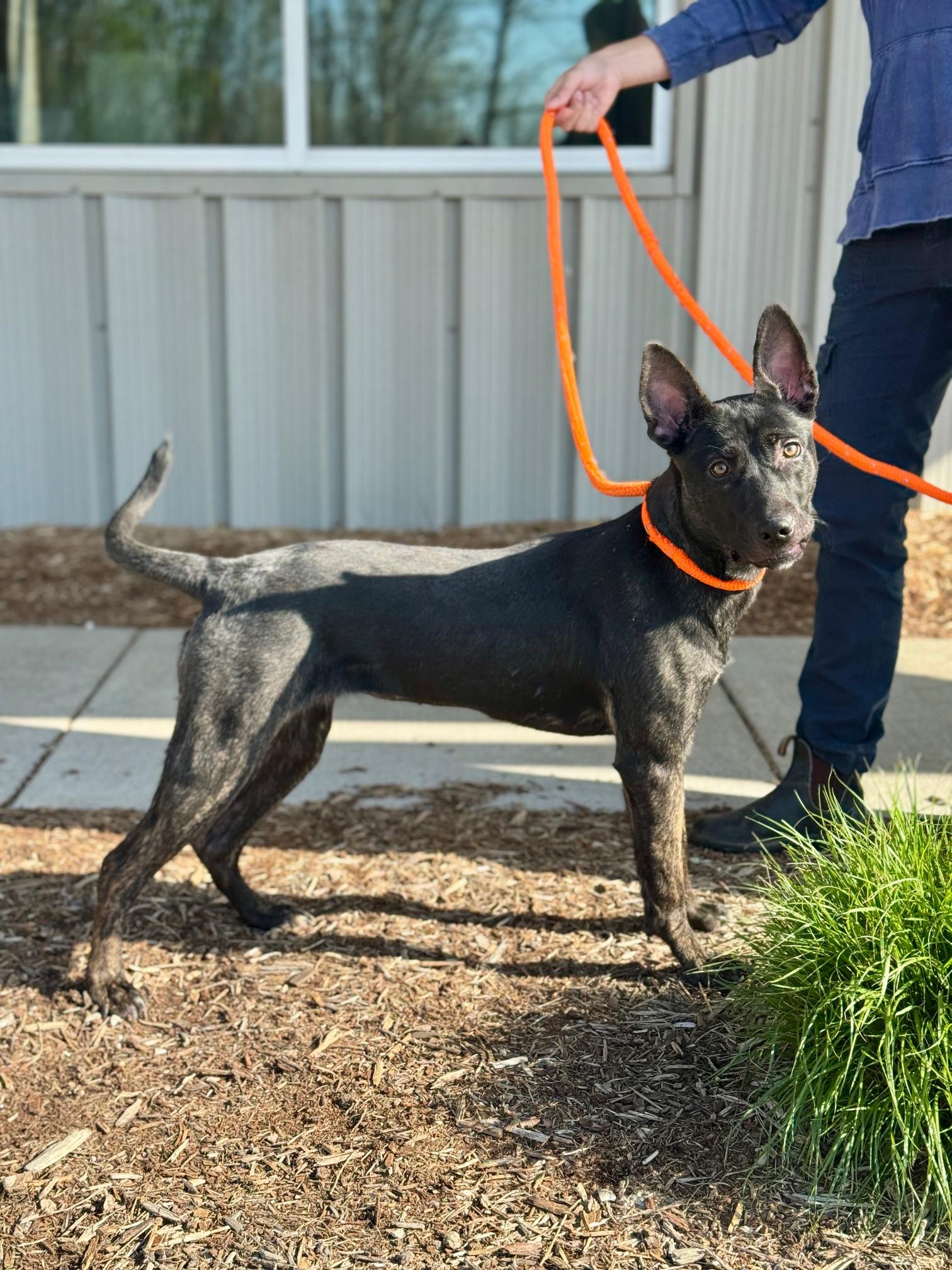 Adele, an adopted mixed breed in Benton Harbor, MI image 2/5