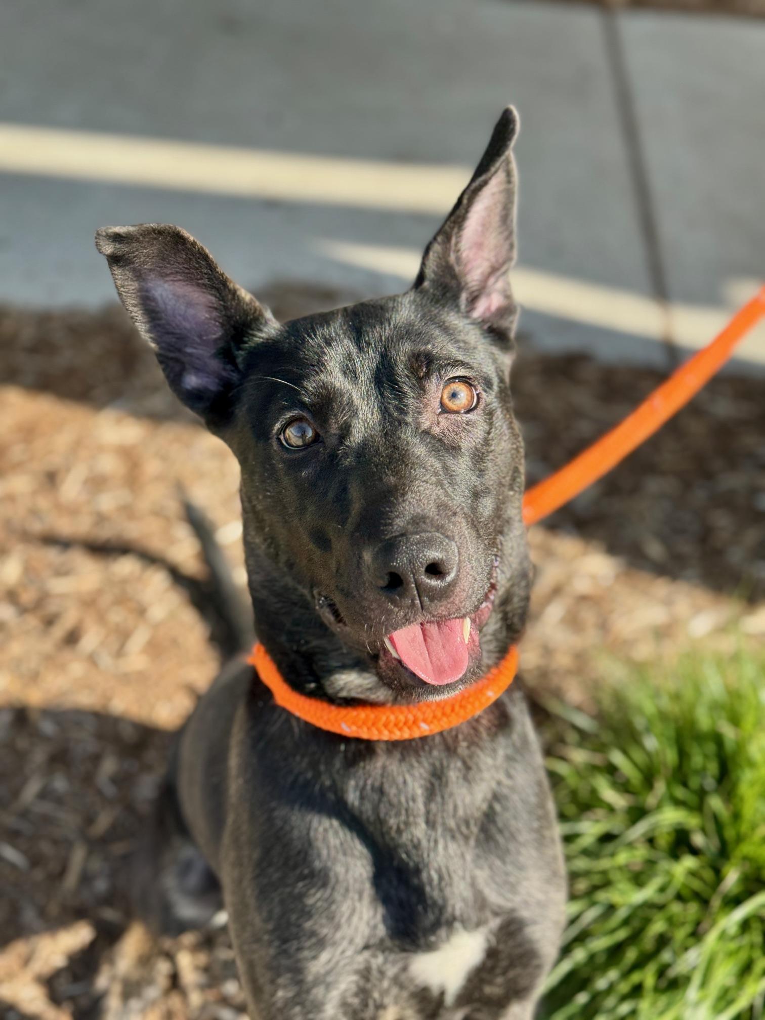 Adele, an adopted mixed breed in Benton Harbor, MI image 5/5