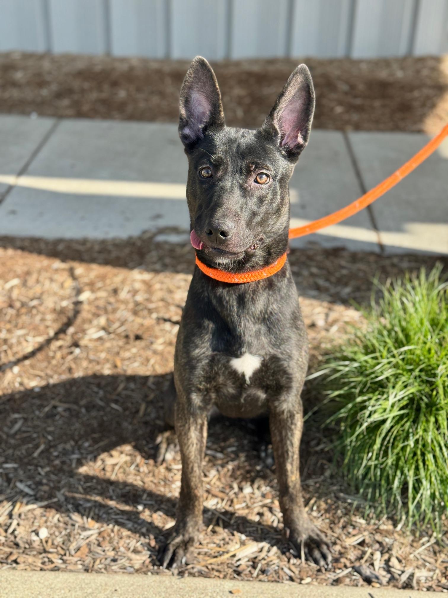 Adele, an adopted mixed breed in Benton Harbor, MI image 3/5