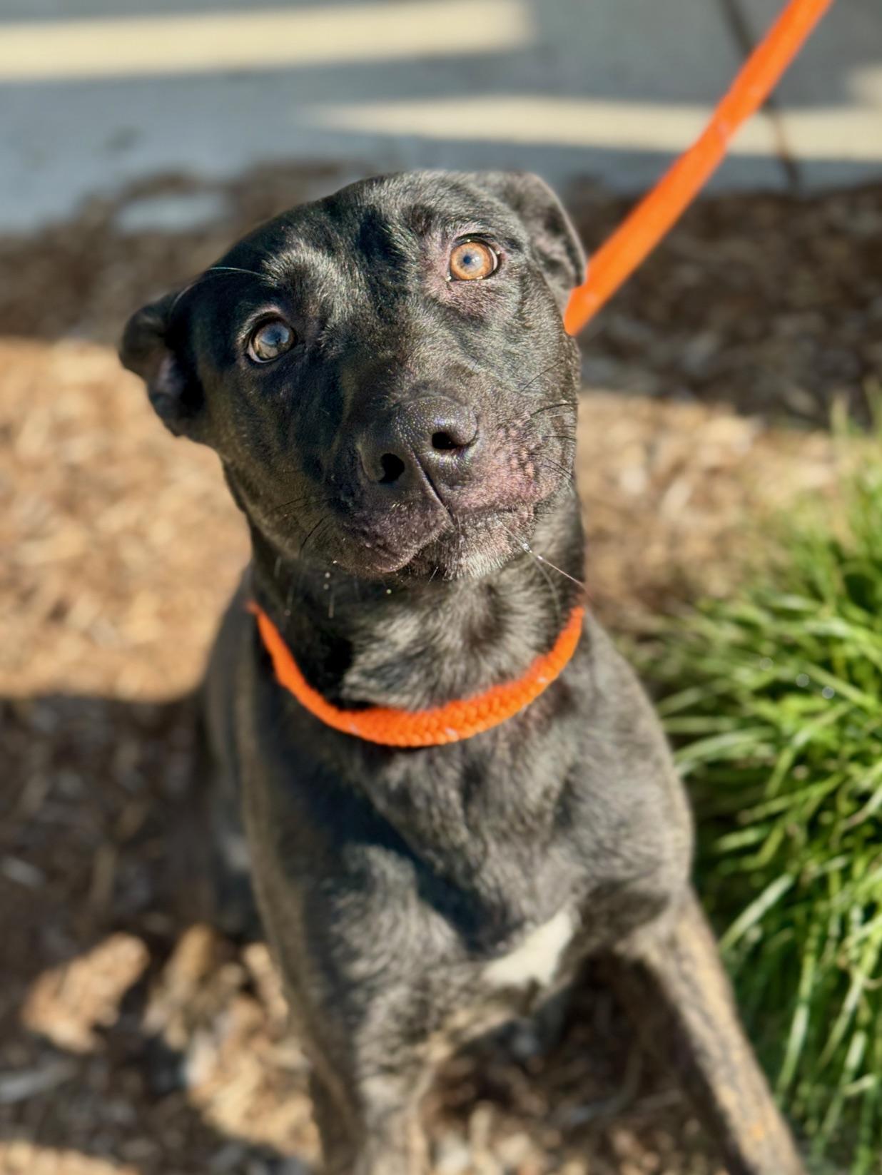 Adele, an adopted mixed breed in Benton Harbor, MI image 4/5