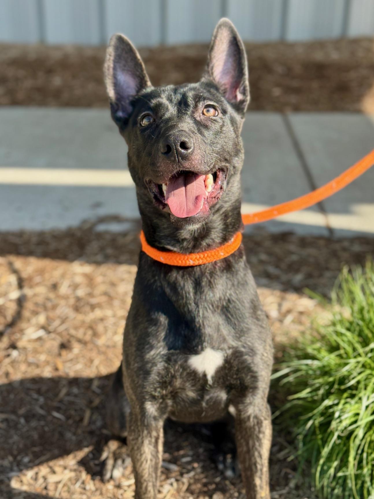Adele, adopted, Puppy Female Shepherd & Mixed Breed.