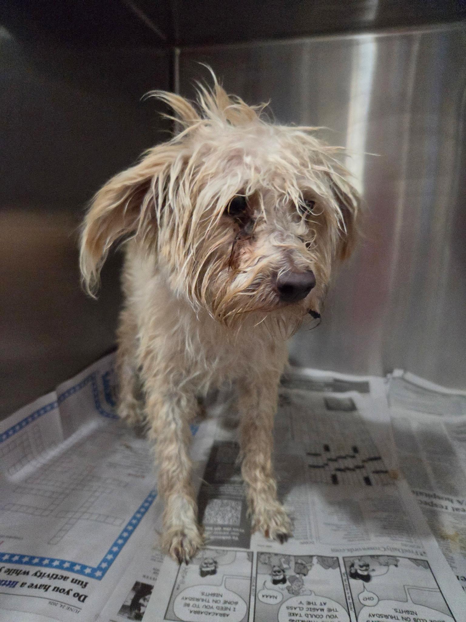 Enlarge Parker, a Adopted Terrier in El Centro, CA image 1/1