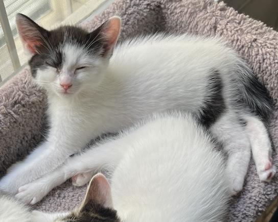 Chickadee, Adoptable, Kitten Female Domestic Short Hair.