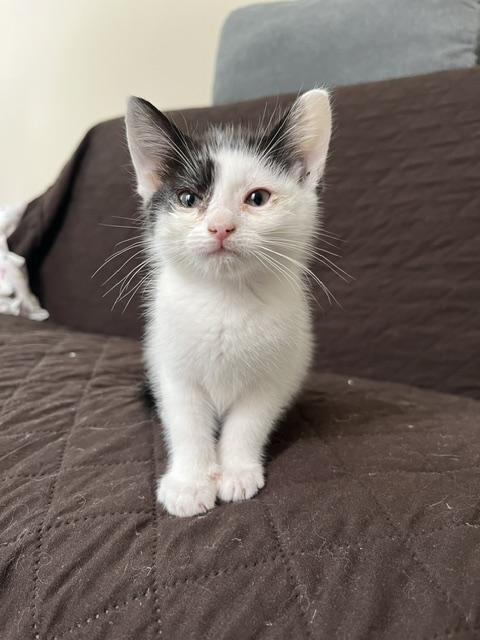 Enlarge Chickadee, a Adoptable Domestic Short Hair in San Francisco, CA image 2/3
