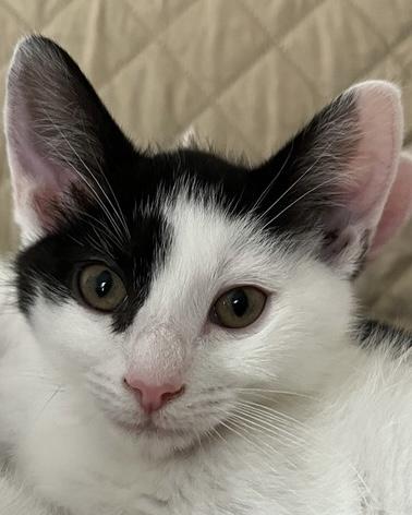Enlarge Chickadee, a Adoptable Domestic Short Hair in San Francisco, CA image 3/3