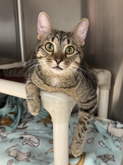 Enlarge Desmond, a Adoptable mixed breed in Tinley Park, IL image 3/6