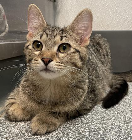 Enlarge Desmond, a Adoptable mixed breed in Tinley Park, IL image 2/6