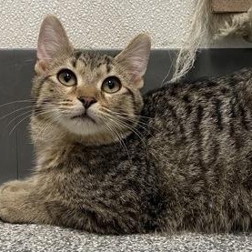 Desmond, Adoptable, Kitten Male Domestic Short Hair.