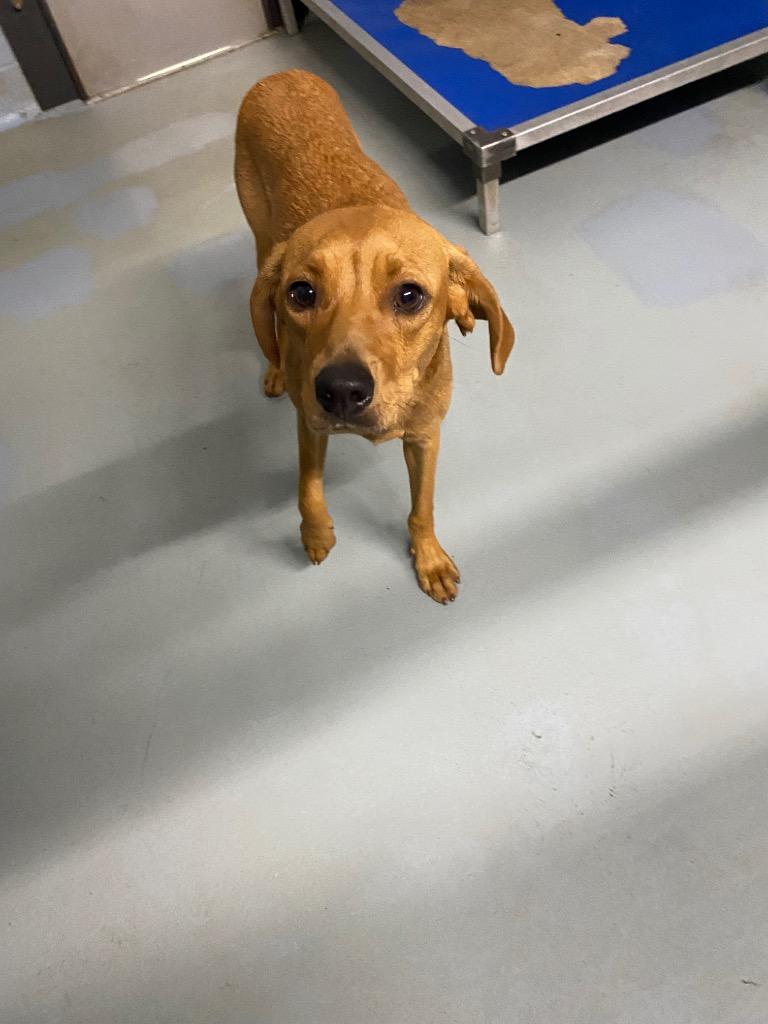 Billie, Adoptable, Puppy Female Mixed Breed.