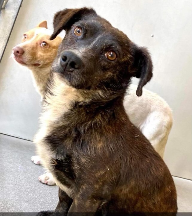 Vegas **Courtesy Post**, Adoptable, Young Male Spaniel & Corgi.