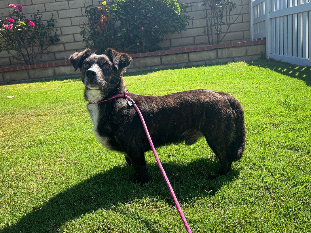 Vegas **Courtesy Post**, a Adoptable mixed breed in Newport Beach, CA image 2/4