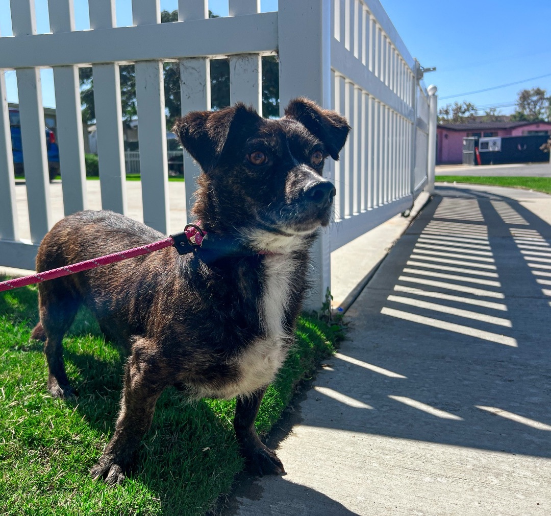 Vegas **Courtesy Post**, a Adoptable mixed breed in Newport Beach, CA image 3/4