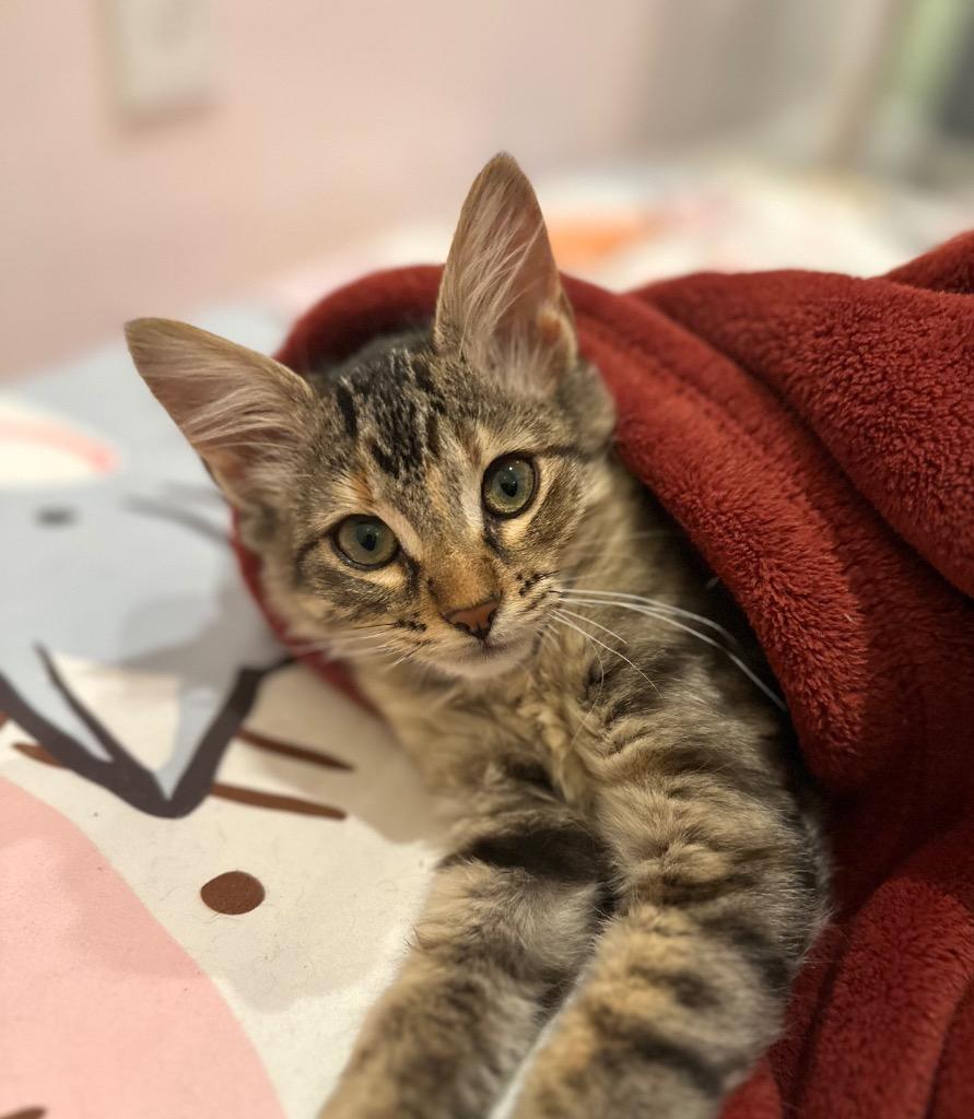 Josie