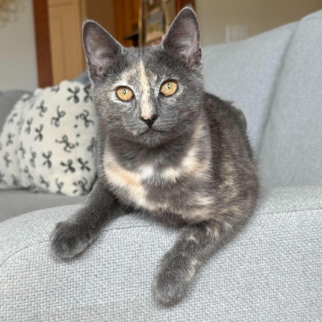 MARINA, Adopted, Kitten Female Domestic Short Hair.