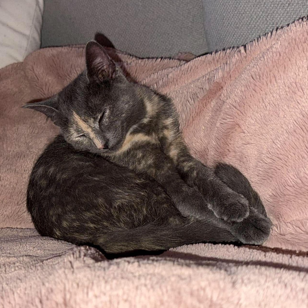 Enlarge MARINA, a Adopted Domestic Short Hair in Campbell River, BC image 5/6