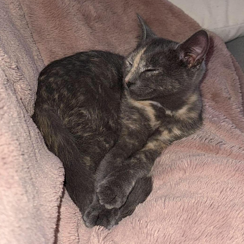 Enlarge MARINA, a Adopted Domestic Short Hair in Campbell River, BC image 3/6