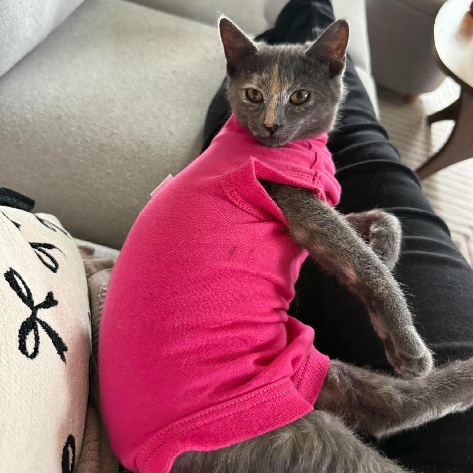 Enlarge MARINA, a Adopted Domestic Short Hair in Campbell River, BC image 2/6