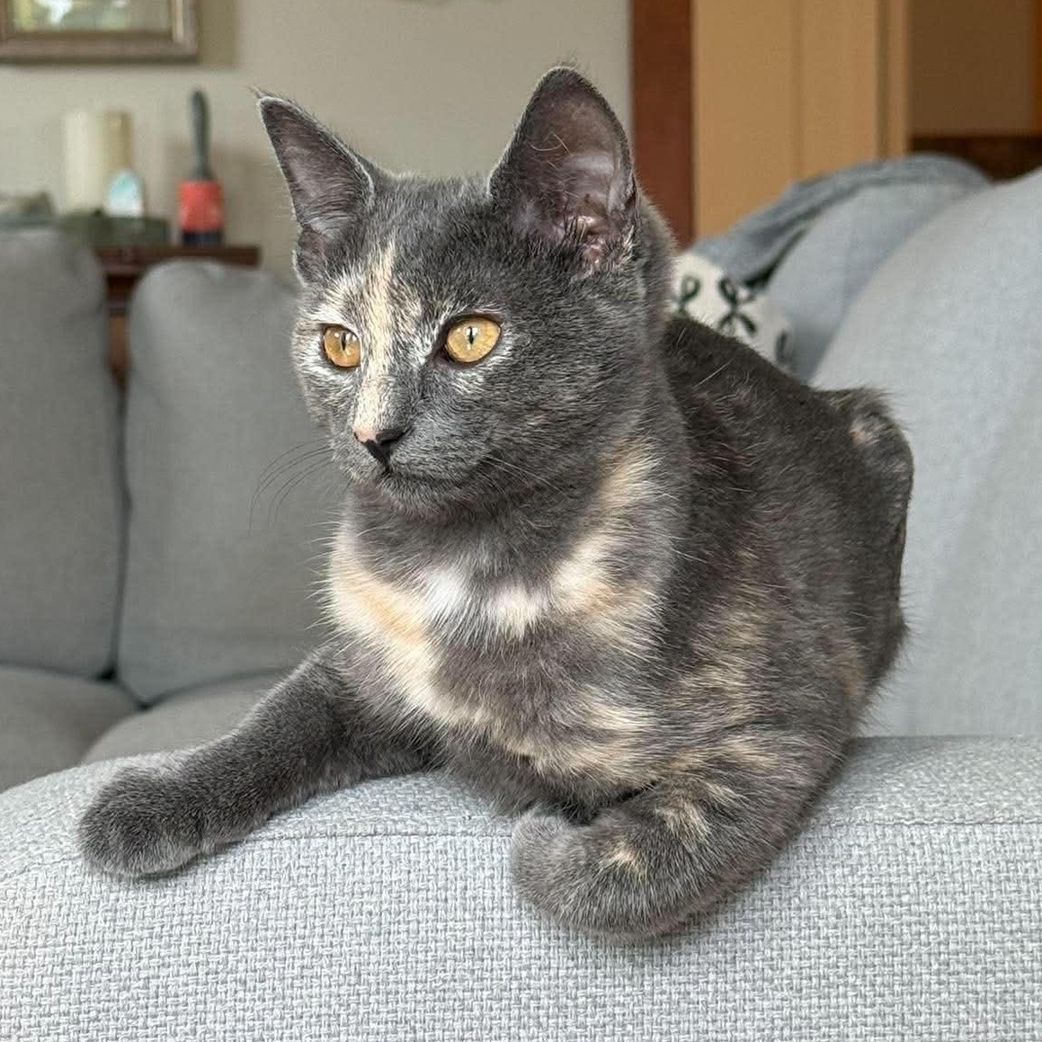 Enlarge MARINA, a Adopted Domestic Short Hair in Campbell River, BC image 4/6