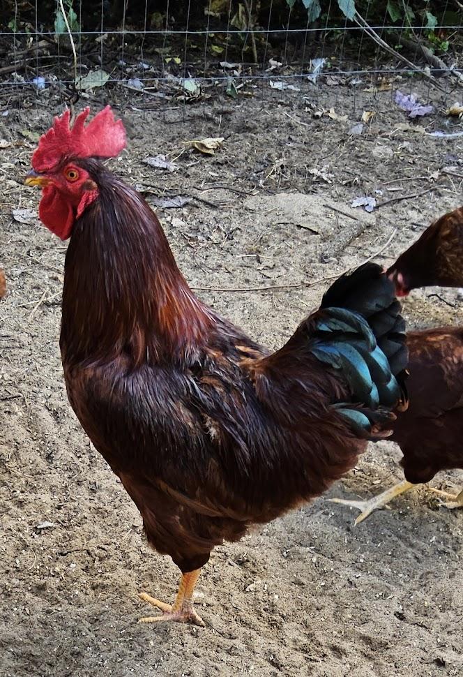 Three Roosters - COURTESY LISTING