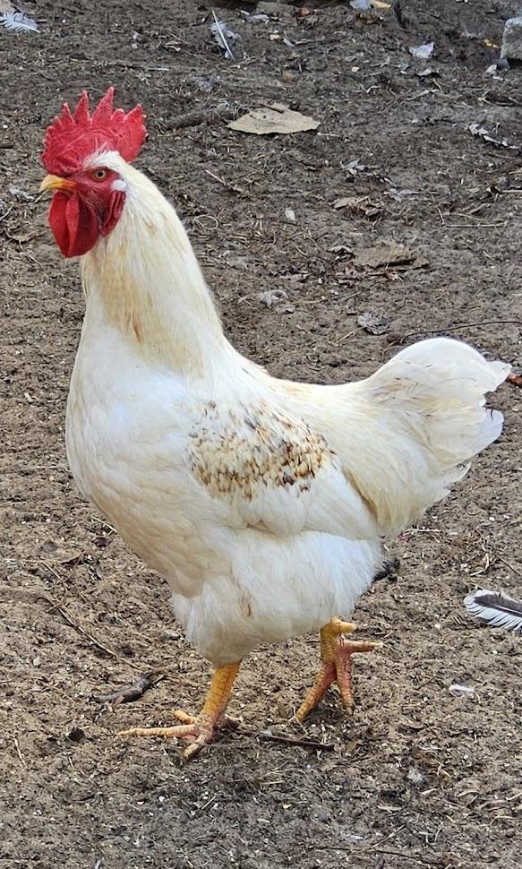 Three Roosters - COURTESY LISTING