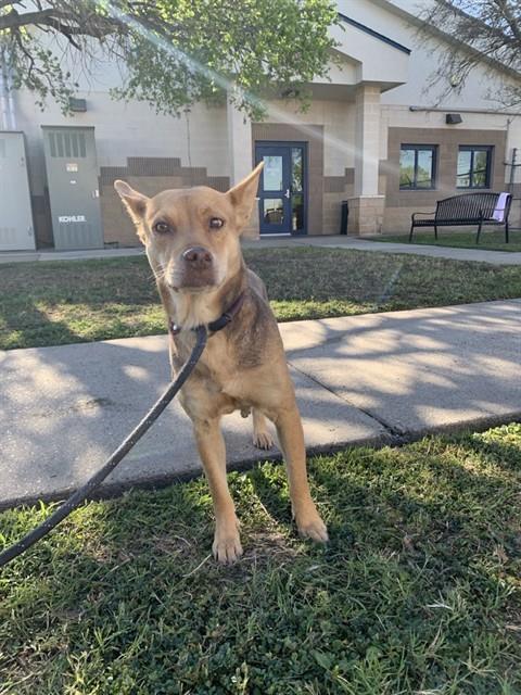 SPRINT, Adoptable, Young Female Carolina Dog & Basenji.