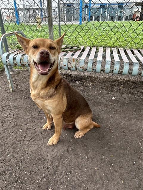 SPRINT, Adoptable, Young Female Carolina Dog & Basenji.