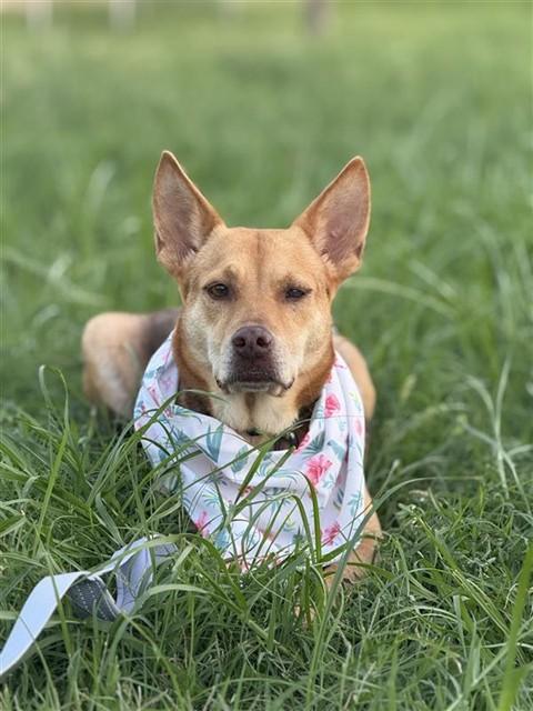 SPRINT, Adoptable, Young Female Carolina Dog & Basenji.