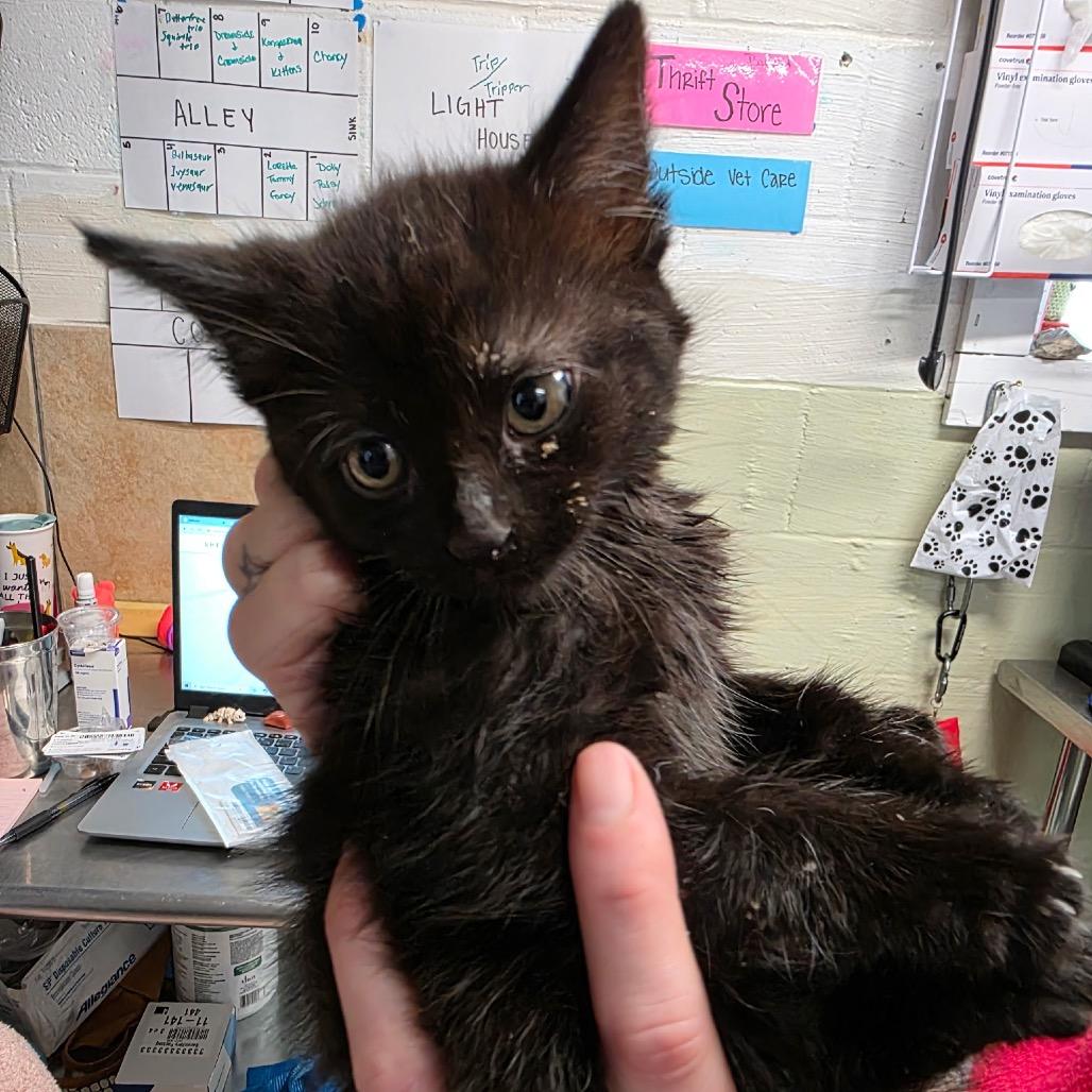 Fruit Loop, Adoptable, Kitten Female Domestic Medium Hair.