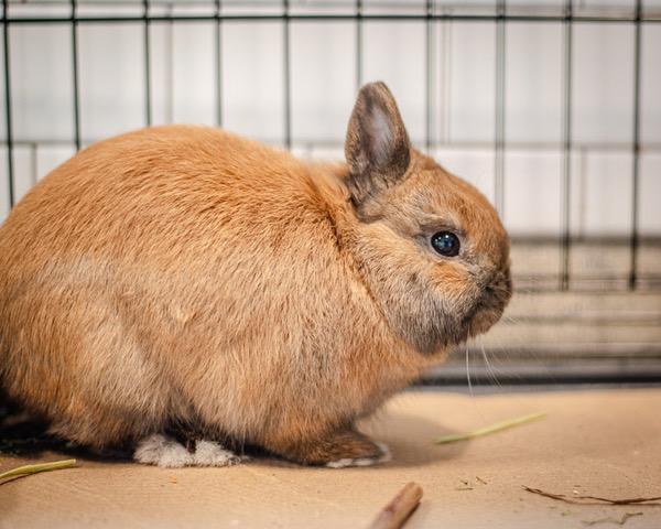 Enlarge THEODORE, a Adoptable Netherland Dwarf in Dedham, MA image 2/2
