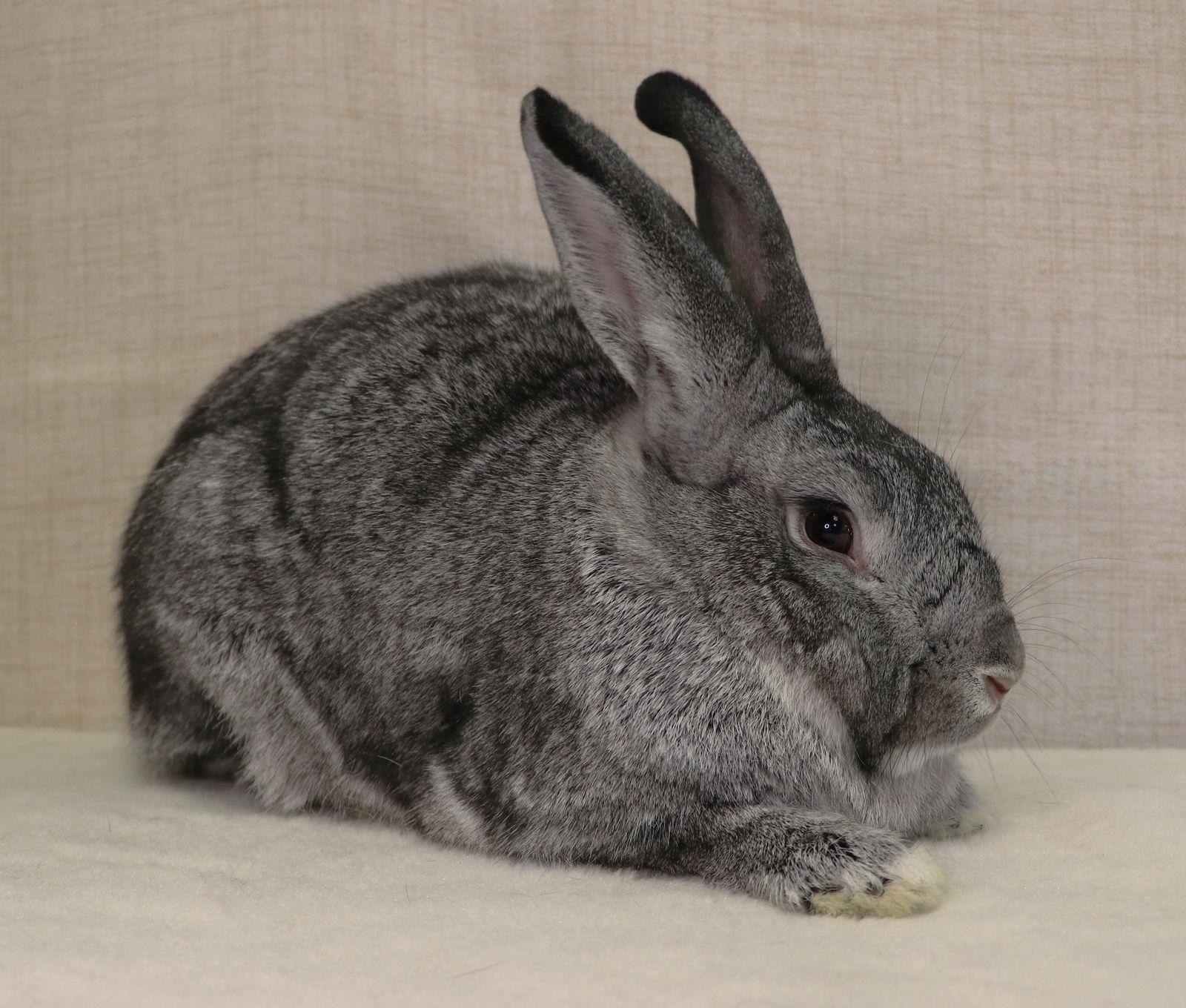 Enlarge Phyllis, a Adoptable New Zealand in Lakeville, MN image 1/3