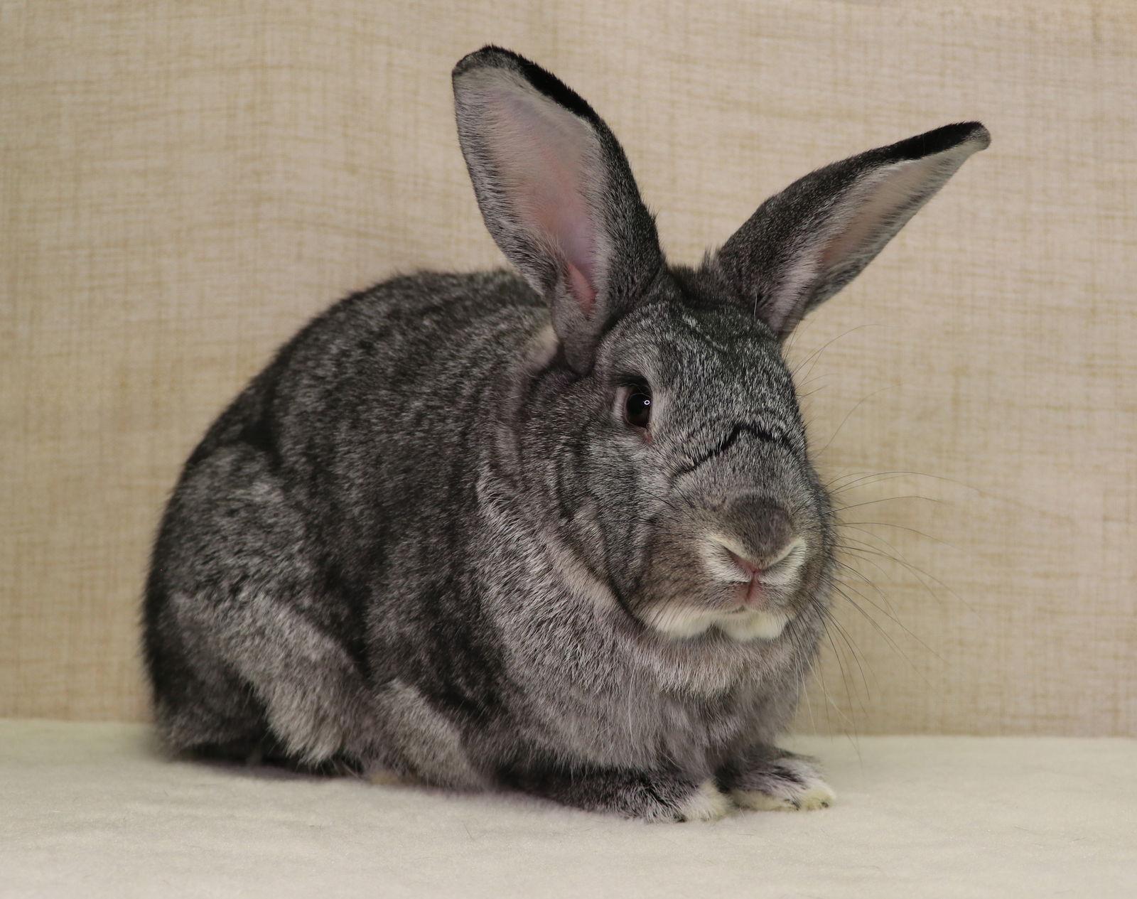 Enlarge Phyllis, a Adoptable New Zealand in Lakeville, MN image 2/3