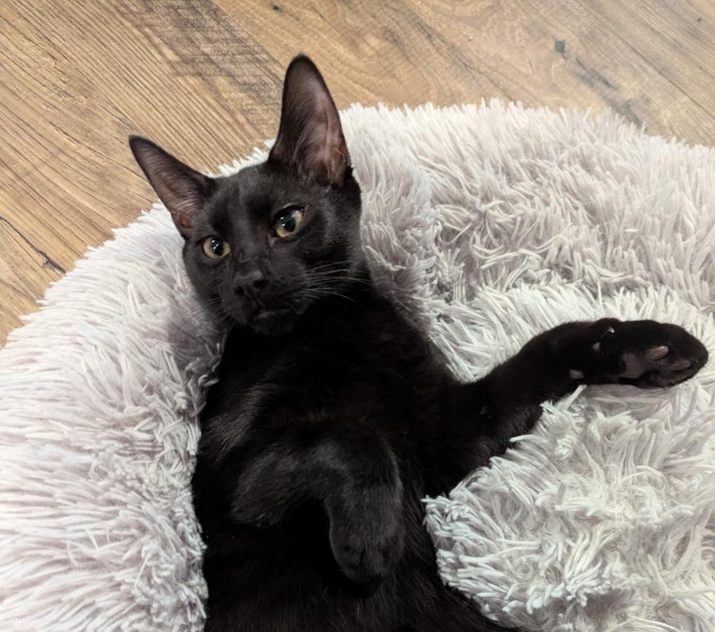 Yara25, Adoptable, Young Female Domestic Short Hair.