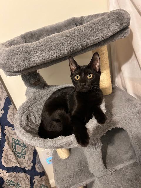 Enlarge Yara25, a Adoptable mixed breed in Youngsville, NC image 2/5