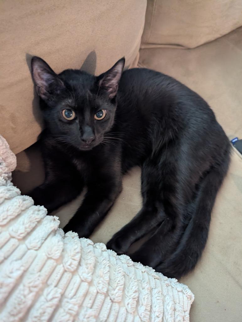 Enlarge Yara25, a Adoptable mixed breed in Youngsville, NC image 3/5