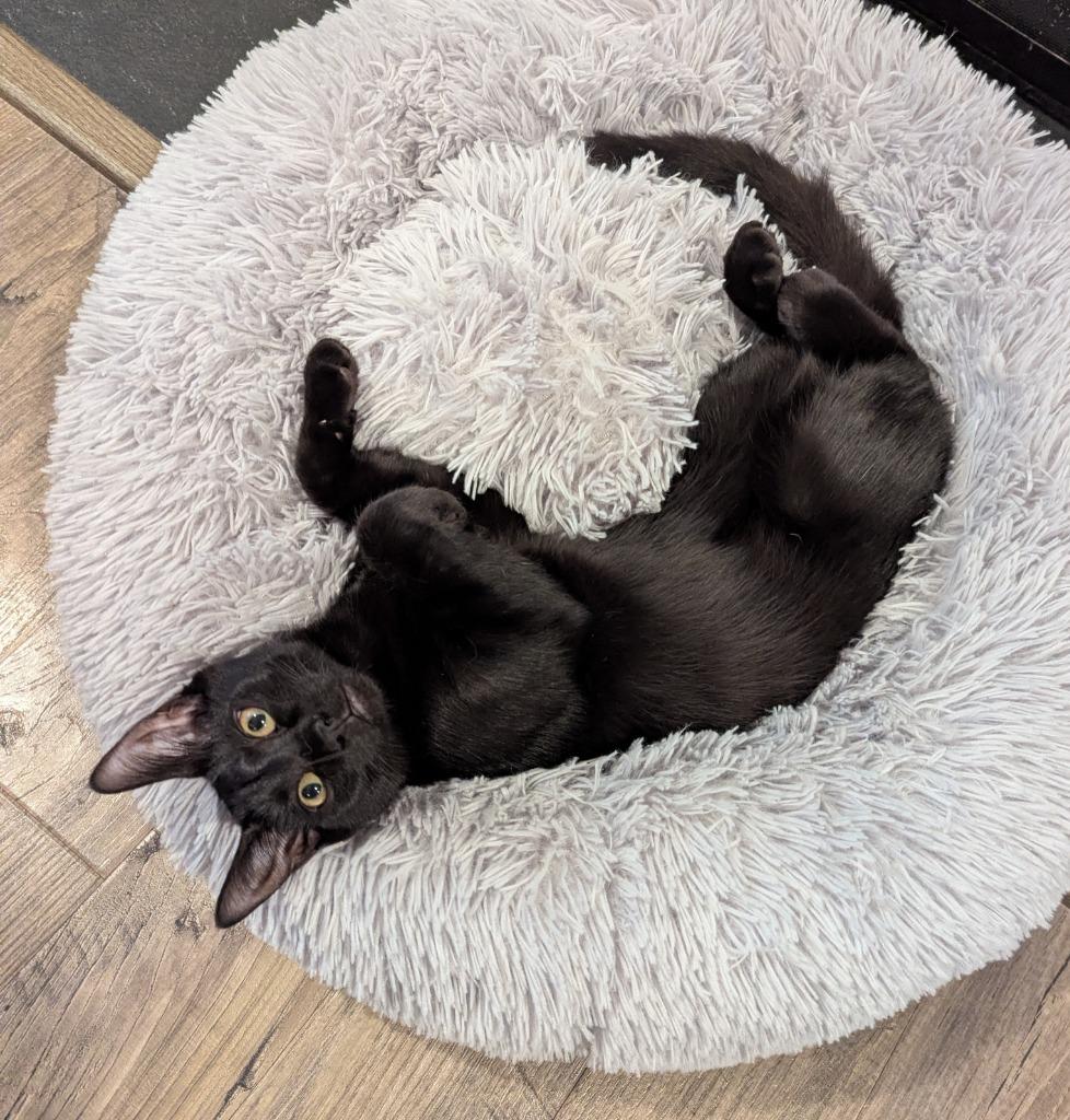 Enlarge Yara25, a Adoptable mixed breed in Youngsville, NC image 4/5