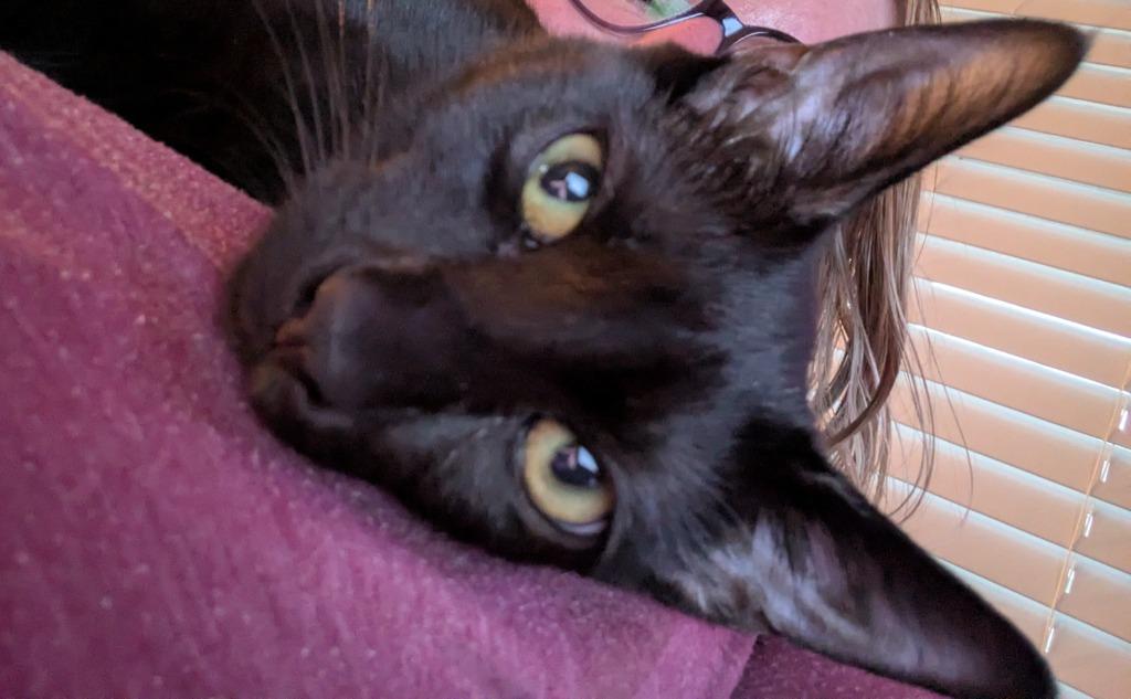 Yara25, a Adoptable mixed breed in Youngsville, NC image 3/5