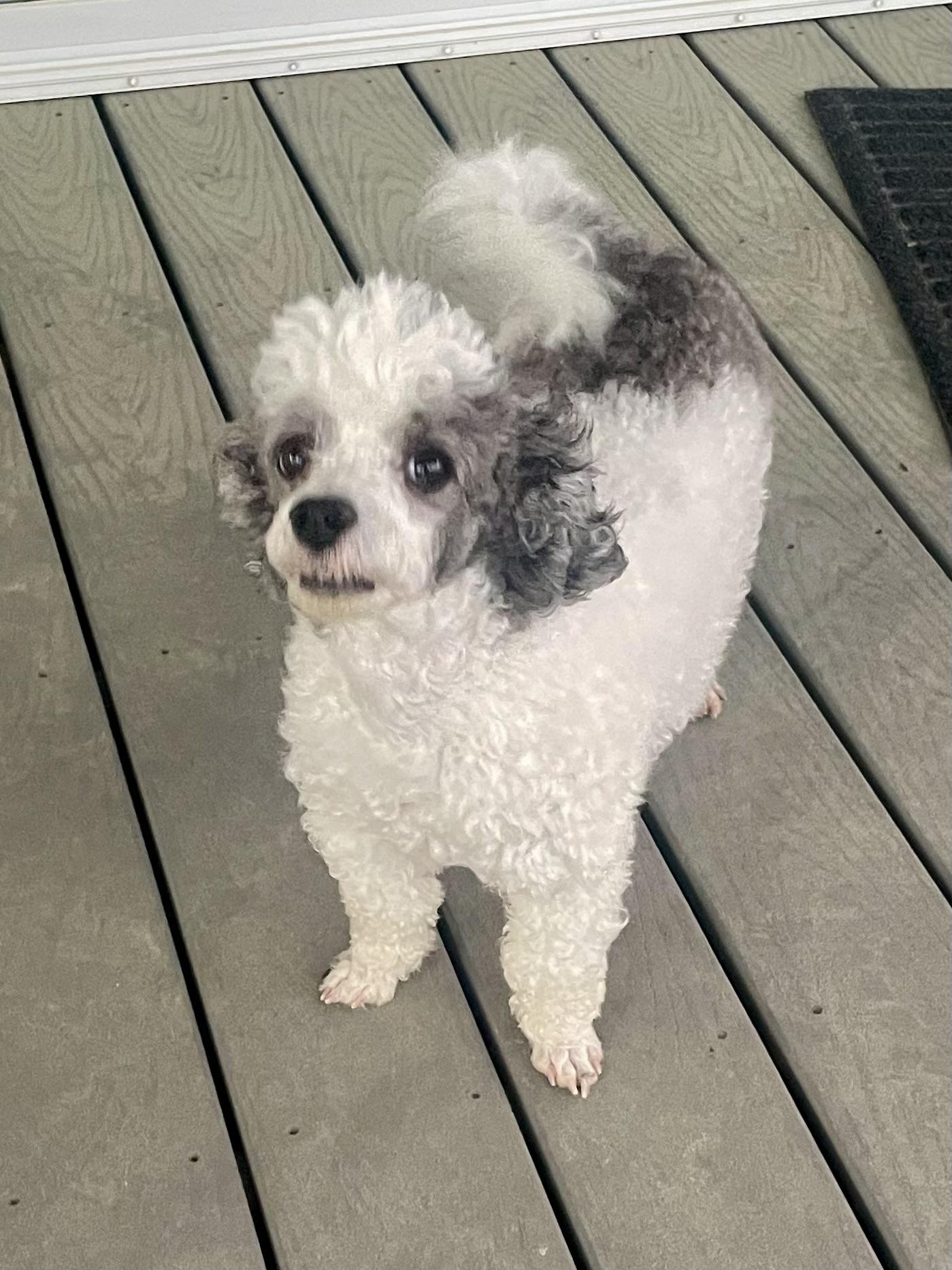 Enlarge Buddy in Texarkana TX, a ADOPTABLE Miniature Poodle in Texarkana, TX image 2/6