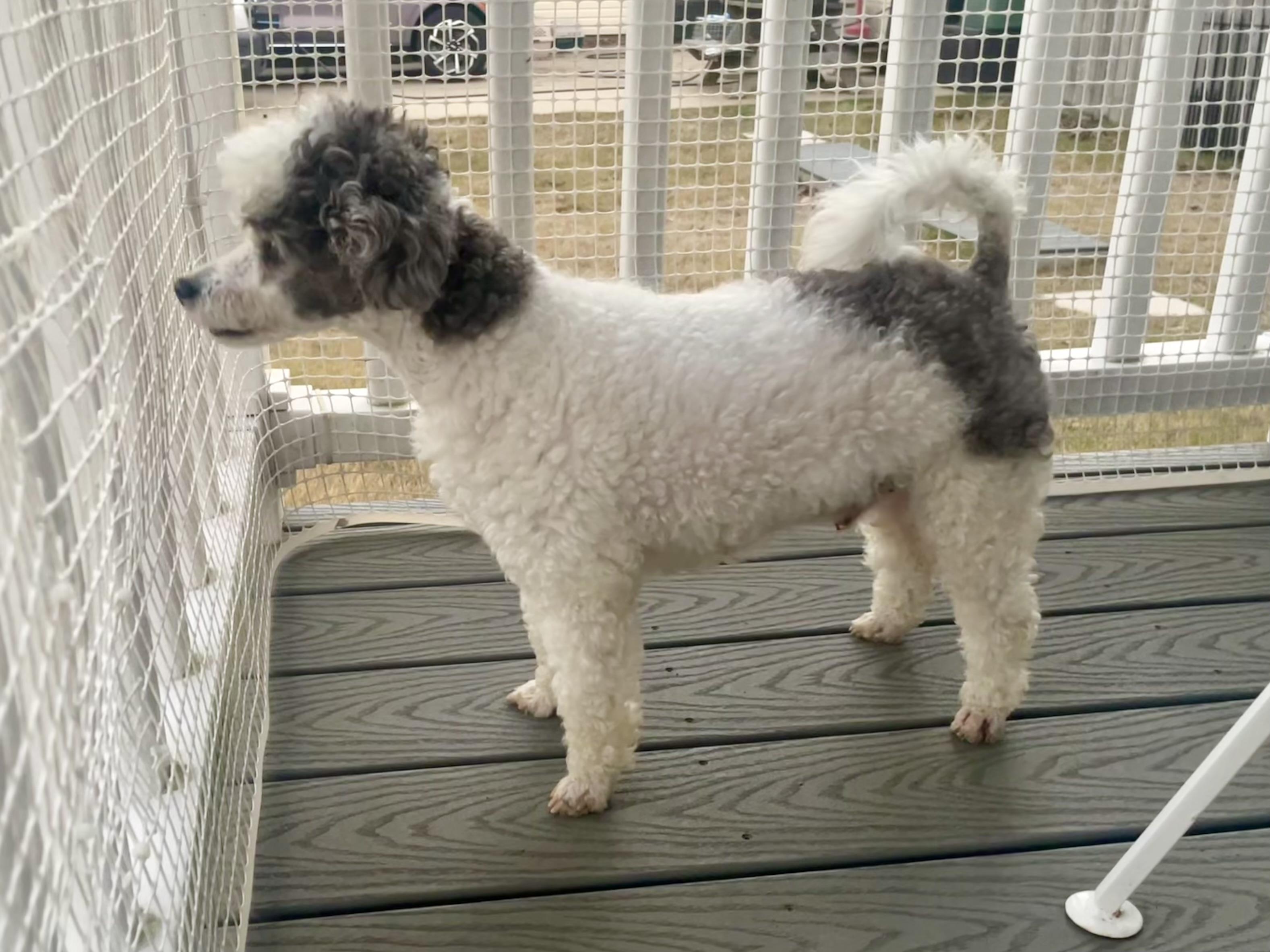 Enlarge Buddy in Texarkana TX, a ADOPTABLE Miniature Poodle in Texarkana, TX image 5/6