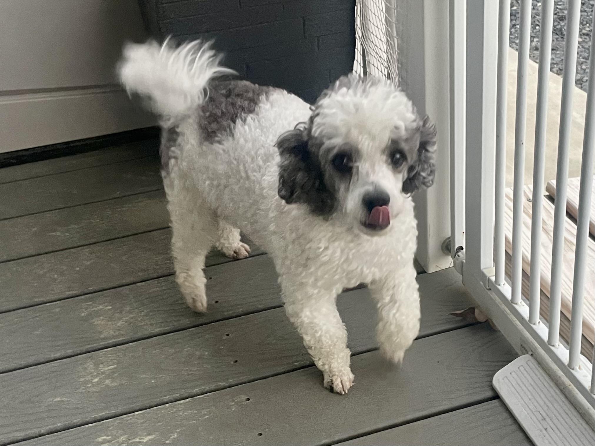 Enlarge Buddy in Texarkana TX, a ADOPTABLE Miniature Poodle in Texarkana, TX image 4/6